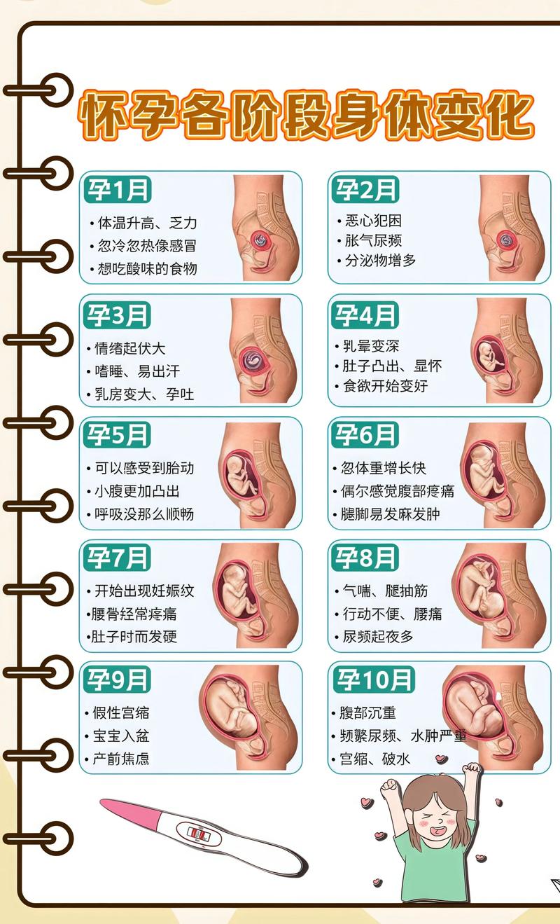 揭秘供卵代孕妈妈怀孕小腹分两节，孕期变化的奥秘铜川代生机构: